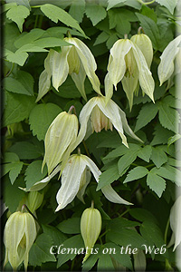 Clematis photograph