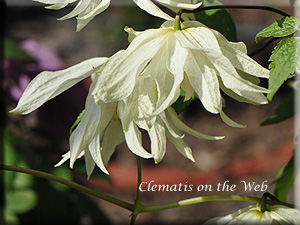 Clematis photograph