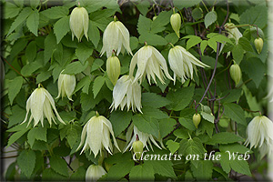 Clematis photograph