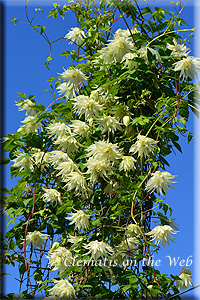 Clematis photograph