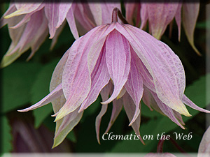 Clematis photograph