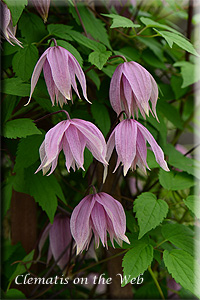 Clematis photograph