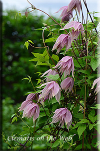 Clematis photograph