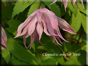 Clematis photograph