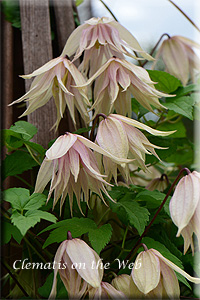 Clematis photograph