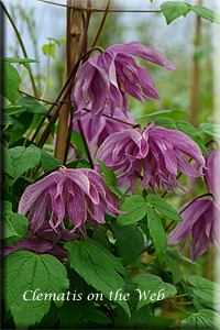 Clematis photograph