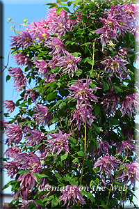 Clematis photograph