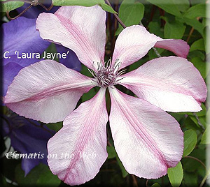 Clematis photograph