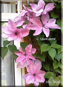 Clematis photograph