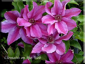 Clematis photograph