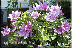 Clematis photograph