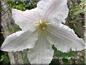 Clematis photograph