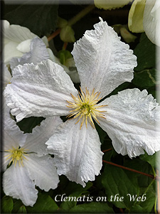 Clematis photograph