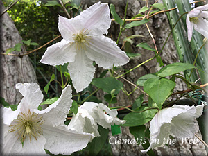 Clematis photograph