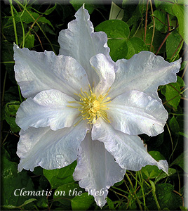 Clematis photograph