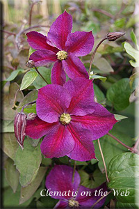 Clematis photograph