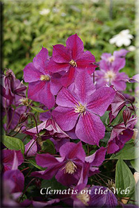 Clematis photograph