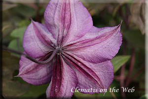 Clematis photograph