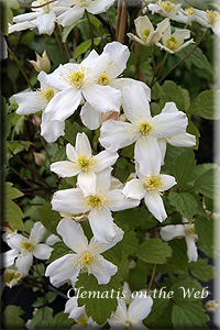 Clematis photograph