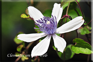 Clematis photograph