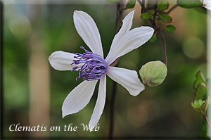 Clematis photograph