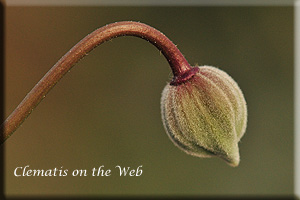 Clematis photograph