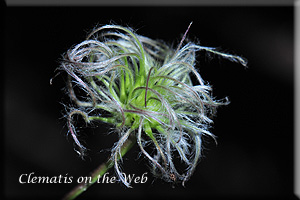 Clematis photograph