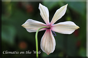 Clematis photograph