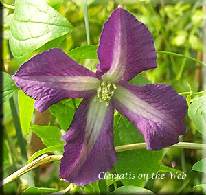 Clematis photograph