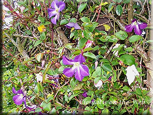 Clematis photograph