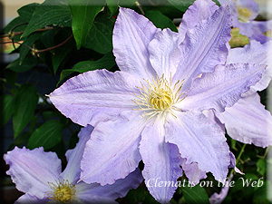 Clematis photograph