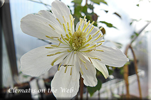 Clematis photograph