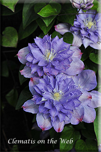 Clematis photograph