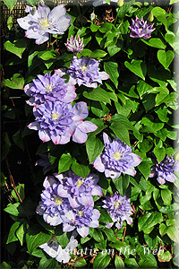 Clematis photograph