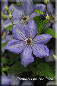 Clematis photograph