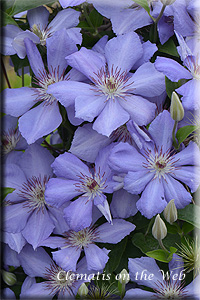 Clematis photograph