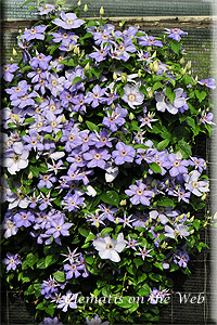 Clematis photograph