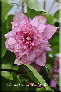 Clematis photograph