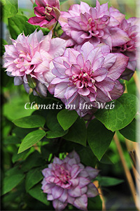 Clematis photograph