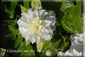 Clematis photograph