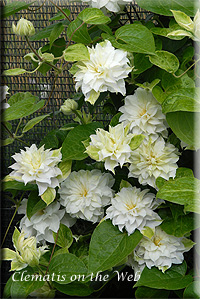 Clematis photograph