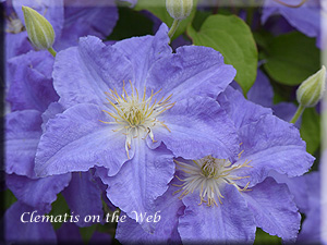 Clematis photograph