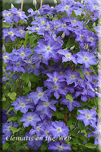 Clematis photograph