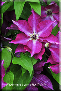 Clematis photograph