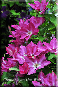 Clematis photograph