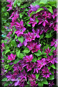 Clematis photograph