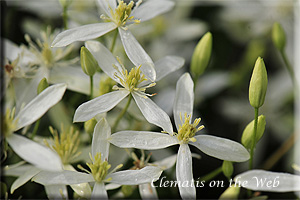 Clematis photograph