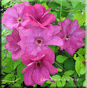 Clematis photograph