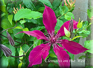 Clematis photograph