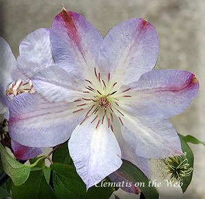 Clematis photograph